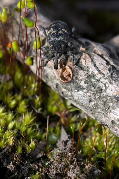 Weevil closeup with great eyes, Green moss — Stock Photo, Image