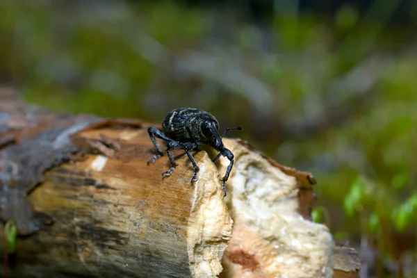 Weevil closeup with great eyes, Green moss — Stock Photo, Image