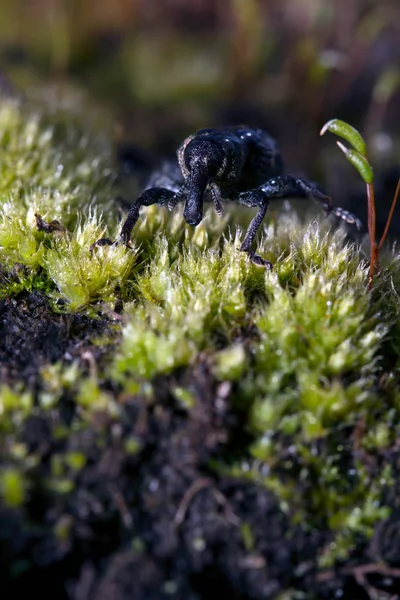 Weevil closeup with great eyes, Green moss — Stock Photo, Image