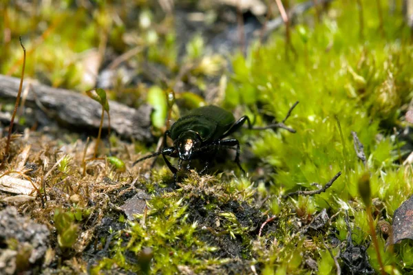 Puede insectos en el musgo verde — Foto de Stock