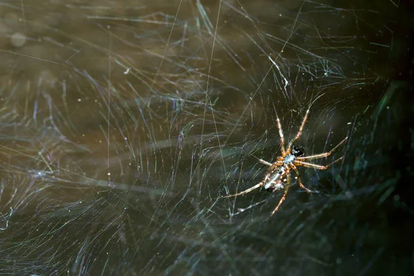 Araña en una telaraña de cerca — Foto de Stock