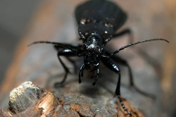 Beetle, beetle ziemi na natura, makro zielony mech — Zdjęcie stockowe