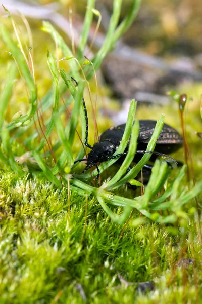 Beetle, ground beetle on nature, Green moss macro — Stock Photo, Image