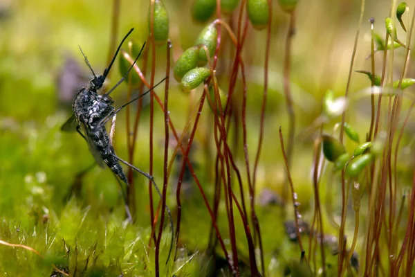 Mosquito hiding in the green forest moss closeup — Stock Photo, Image