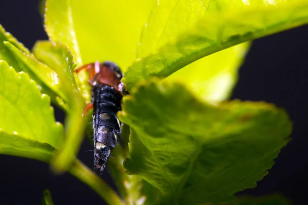 Bug verde metálico em uma folha — Fotografia de Stock