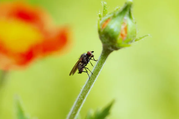 Papatya üzerinde oturan sinek. Makro fotoğraf. Beyaz çiçek. B yaşam — Stok fotoğraf