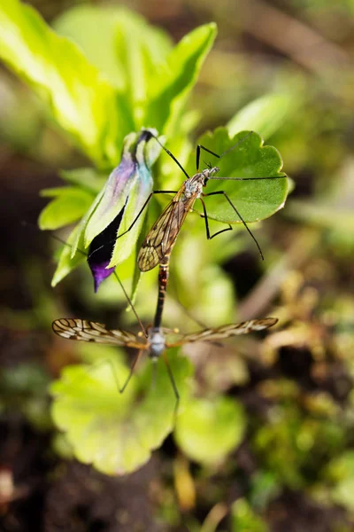 Mosquito verbergen in het groene woud mos closeup — Stockfoto