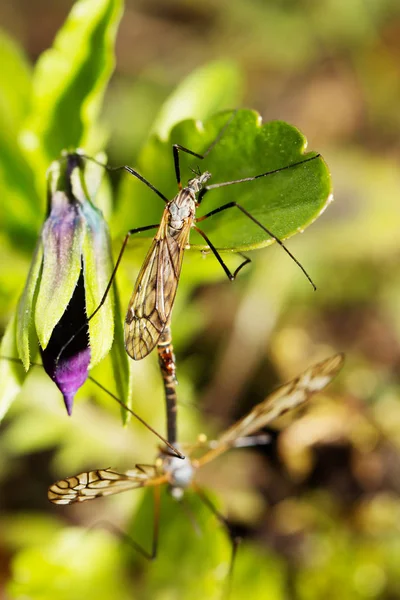 Mosquito verbergen in het groene woud mos closeup — Stockfoto