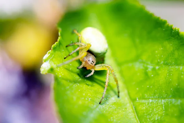 Araña y su presa — Foto de Stock