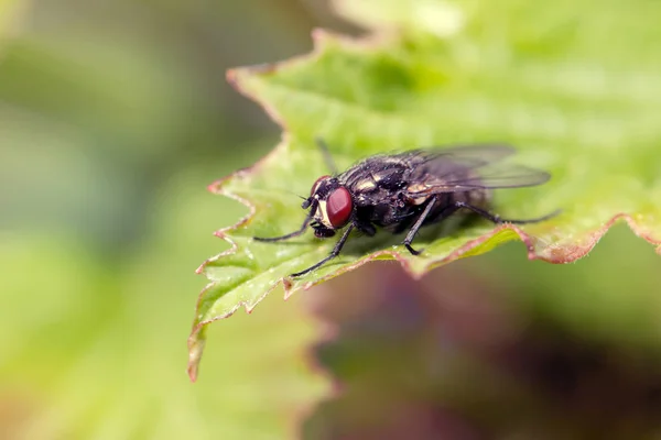 Fluga sitter på kamomill. Makro foto. Vit blomma. Livet i bananuttagen — Stockfoto