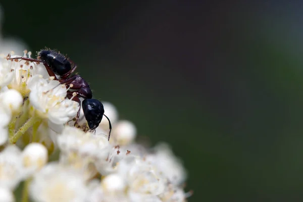 Formigas na natureza na floresta e musgo verde — Fotografia de Stock