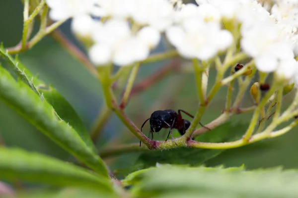 Hormigas sobre la naturaleza en el bosque y el musgo verde — Foto de Stock