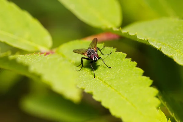 Voar sentado em camomila. Foto macro. Flor branca. Vida útil da inse — Fotografia de Stock