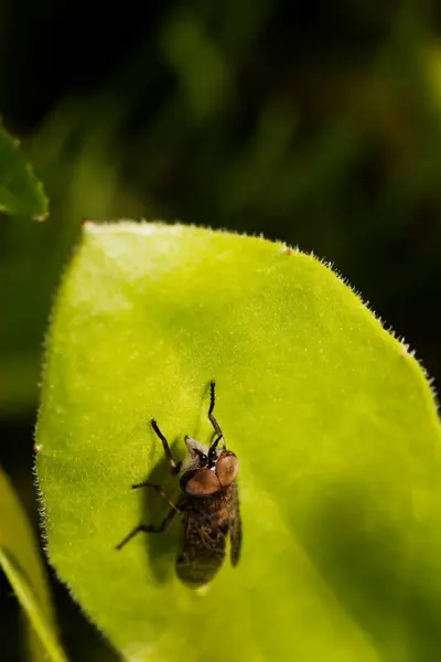 カモミールの上に座って飛ぶ。マクロ写真。白い花。昆虫の生活 — ストック写真