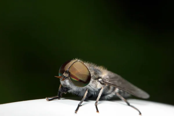 Fly sitting on camomile. Macro photo. White flower. Life of inse — Stock Photo, Image