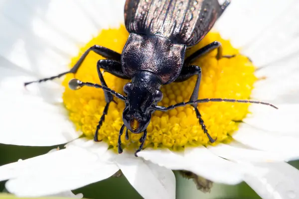 Besouro, besouro terrestre na natureza, macro musgo verde — Fotografia de Stock