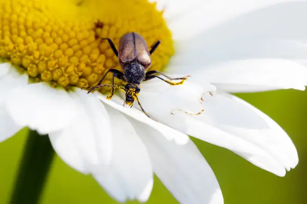 白いカミツレの長いくちばしカブトムシ — ストック写真