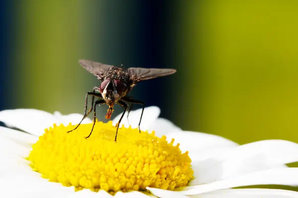 Voar sentado em camomila. Foto macro. Flor branca. Vida útil da inse — Fotografia de Stock