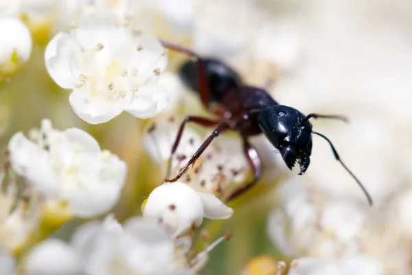 Formigas na natureza na floresta e musgo verde Imagem De Stock