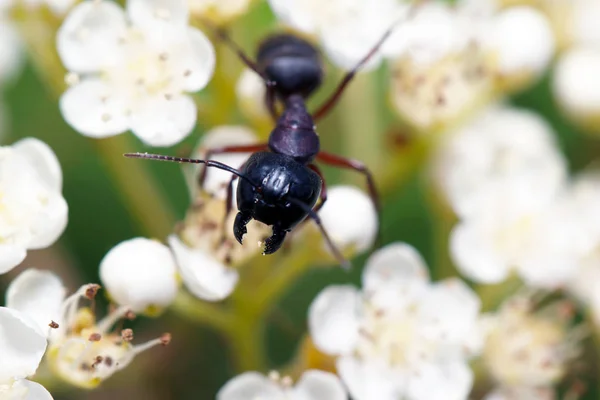 Formigas na natureza na floresta e musgo verde Imagens Royalty-Free