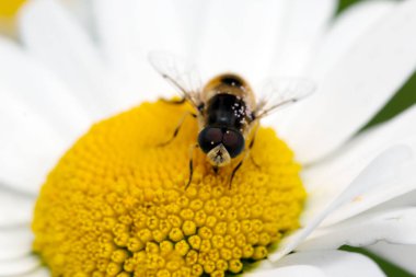 Papatya üzerinde oturan sinek. Makro fotoğraf. Beyaz çiçek. B yaşam