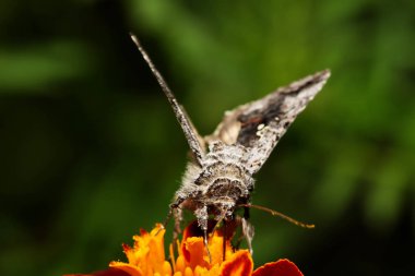 Sarı çiçek güzel kelebeği? arigold