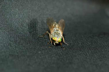 Papatya üzerinde oturan sinek. Makro fotoğraf. Beyaz çiçek. B yaşam