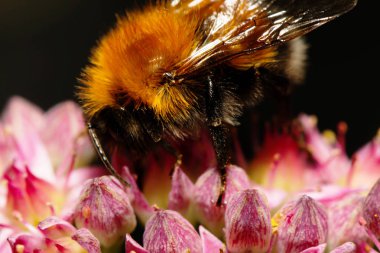 Arı polen kırmızı dahlia flowe toplama bumble