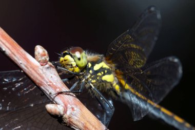 yusufçuk çiğ içinde