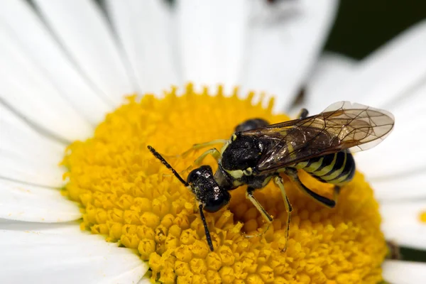 白いカミツレの長いくちばしカブトムシ — ストック写真