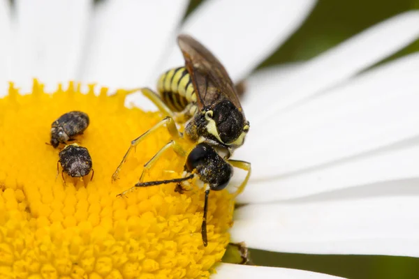 白いカミツレの長いくちばしカブトムシ — ストック写真