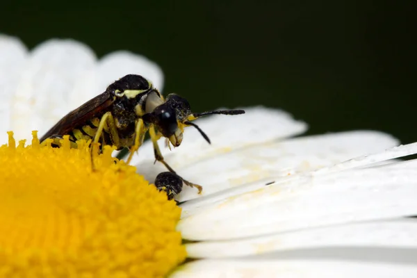 白いカミツレの長いくちばしカブトムシ — ストック写真