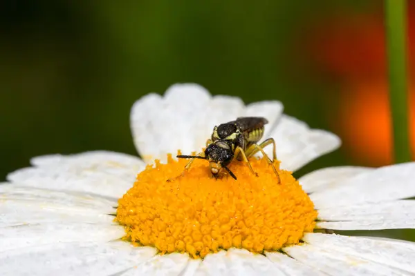 白いカミツレの長いくちばしカブトムシ — ストック写真