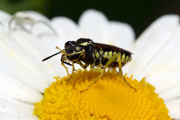 Довгоногий жук на білій ромашці — стокове фото