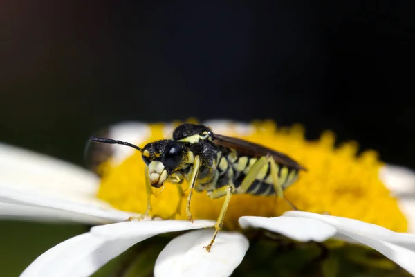 Long-billed beetle on white camomile — Stock Photo, Image