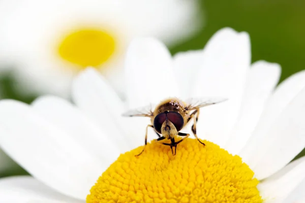 カモミールの上に座って飛ぶ。マクロ写真。白い花。昆虫の生活 — ストック写真