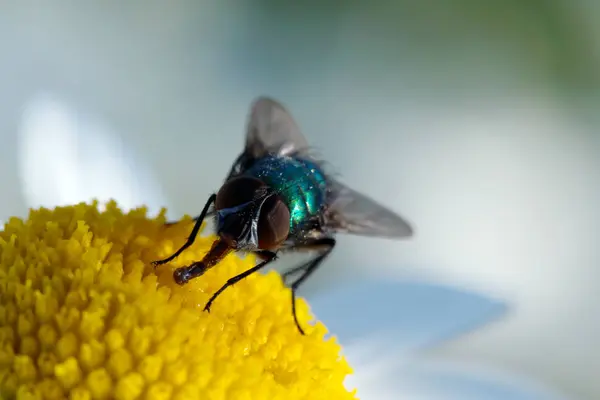 Papatya üzerinde oturan sinek. Makro fotoğraf. Beyaz çiçek. B yaşam — Stok fotoğraf