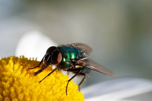 カモミールの上に座って飛ぶ。マクロ写真。白い花。昆虫の生活 — ストック写真