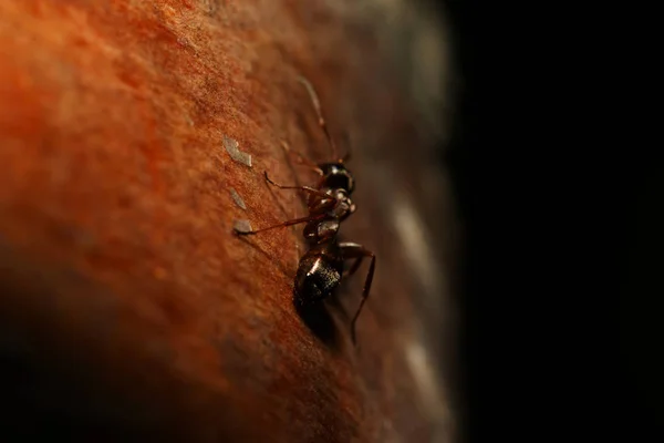 Ants on nature in the forest and green moss — Stock Photo, Image