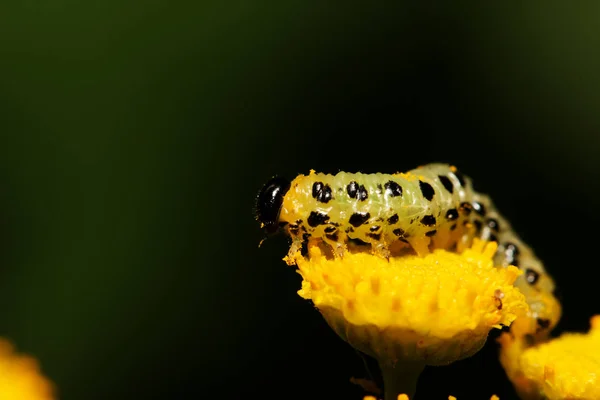 Oruga amarilla en una flor — Foto de Stock