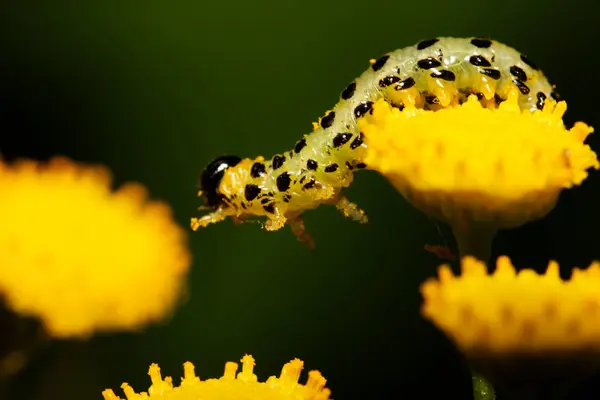 Yellow caterpillar on a flower — Stock Photo, Image