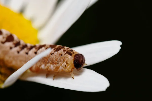 Caterpillar on chamomile — Stock Photo, Image