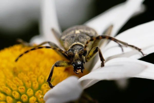 白いカミツレの長いくちばしカブトムシ — ストック写真