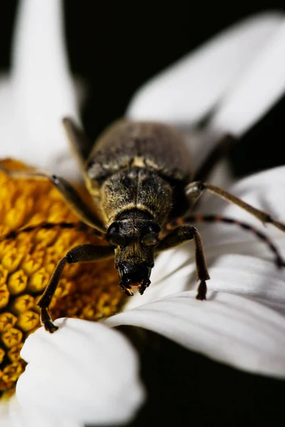 白いカミツレの長いくちばしカブトムシ — ストック写真