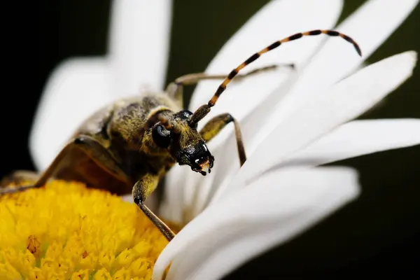 白いカミツレの長いくちばしカブトムシ — ストック写真