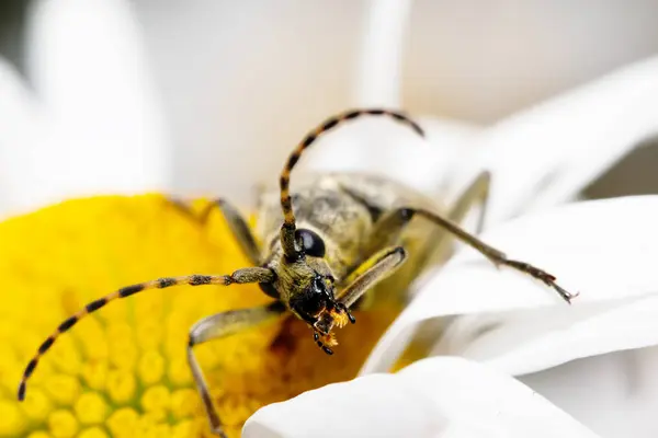 白いカミツレの長いくちばしカブトムシ — ストック写真