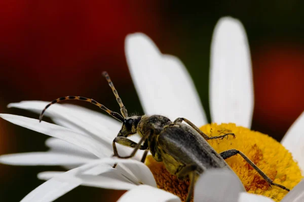 白いカミツレの長いくちばしカブトムシ — ストック写真