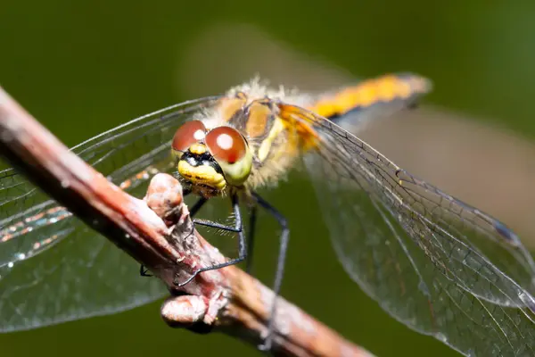 Libel in de ochtenddauw — Stockfoto