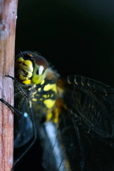 Libelle im Morgentau — Stockfoto