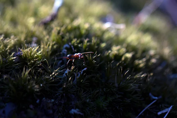 Ants on nature in the forest and green moss — Stock Photo, Image
